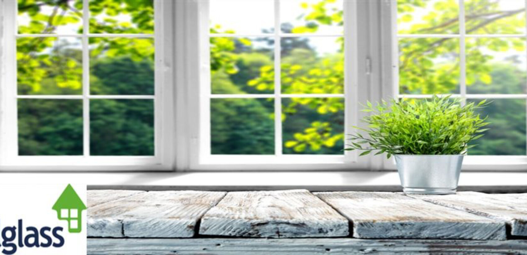 Abelglass Windows and plant